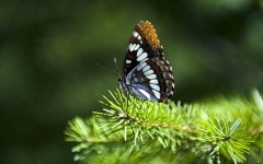Desktop image. Animals. ID:35803