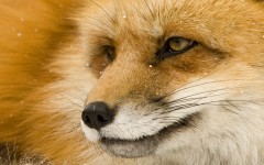 Desktop image. Animals. ID:35804