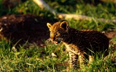 Desktop image. Animals. ID:35805