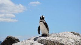 Desktop image. Animals. ID:96938