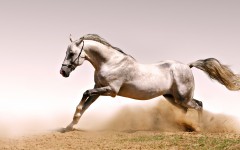 Desktop image. Animals. ID:35807