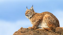 Desktop image. Animals. ID:96693