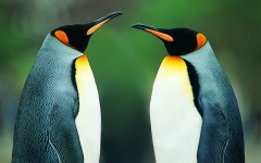 Desktop image. Animals. ID:35809
