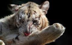 Desktop image. Animals. ID:35810