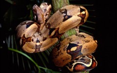 Desktop image. Animals. ID:35811