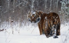 Desktop image. Animals. ID:35812