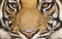 Desktop image. Animals. ID:35813