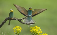 Desktop image. Animals. ID:35814