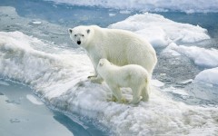 Desktop image. Animals. ID:35815