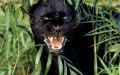 Desktop image. Animals. ID:35817
