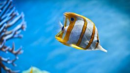 Desktop image. Animals. ID:96871