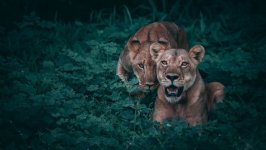 Desktop image. Animals. ID:96823