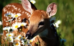 Desktop image. Animals. ID:35820