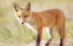 Desktop image. Animals. ID:35821