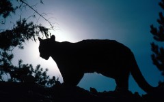Desktop image. Animals. ID:35822