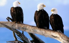 Desktop image. Animals. ID:35823