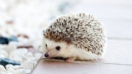 Desktop image. Animals. ID:96742