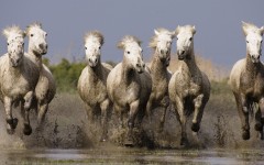 Desktop image. Animals. ID:35825