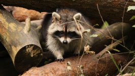 Desktop image. Animals. ID:96546