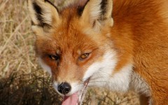 Desktop image. Animals. ID:35827