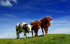 Desktop image. Animals. ID:35829