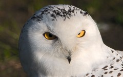 Desktop image. Animals. ID:35831