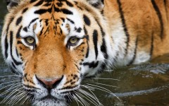 Desktop image. Animals. ID:35832