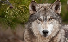 Desktop image. Animals. ID:35833
