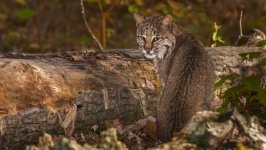 Desktop image. Animals. ID:96537