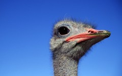 Desktop image. Animals. ID:35835