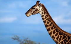 Desktop image. Animals. ID:35836