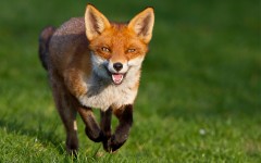Desktop image. Animals. ID:35838
