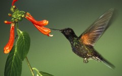 Desktop image. Animals. ID:35839