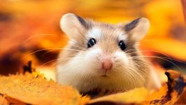 Desktop image. Animals. ID:96530