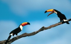 Desktop image. Animals. ID:35841
