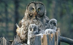 Desktop image. Animals. ID:35842