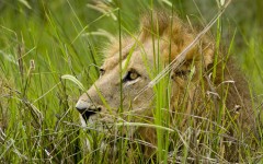Desktop image. Animals. ID:35843