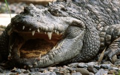 Desktop image. Animals. ID:35844