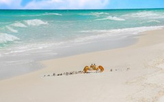 Desktop image. Animals. ID:35845
