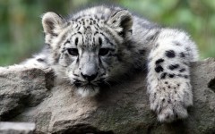 Desktop image. Animals. ID:35846