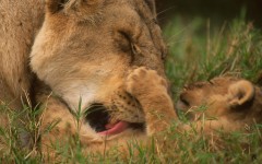 Desktop image. Animals. ID:35847