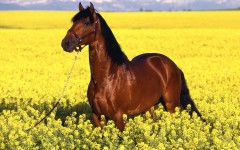 Desktop image. Animals. ID:35848