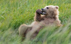 Desktop image. Animals. ID:55348