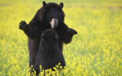 Desktop image. Animals. ID:35850