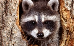 Desktop image. Animals. ID:35851
