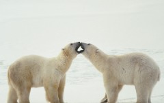 Desktop image. Animals. ID:35852