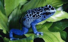 Desktop image. Animals. ID:35853