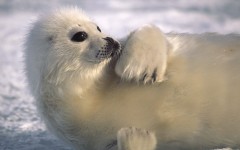 Desktop image. Animals. ID:35856