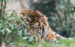 Desktop image. Animals. ID:55349