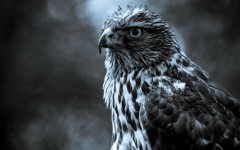 Desktop image. Animals. ID:35858